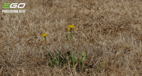 SO SCHÜTZEN SIE IHREN GARTEN BEI EXTREMER SOMMERHITZE